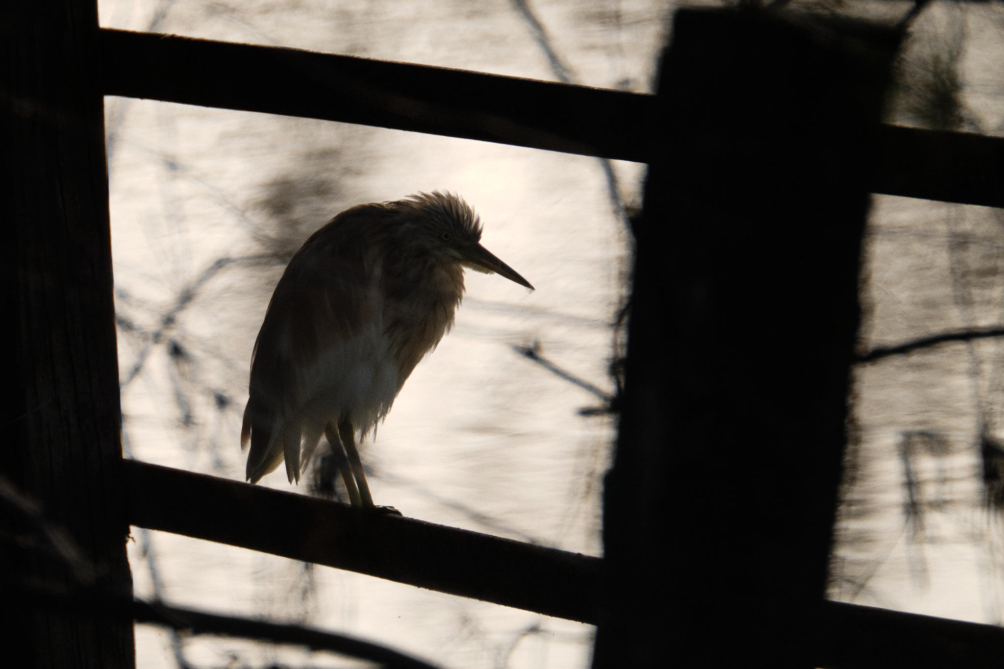 Parque Nacional de Donaña - Andalucia - Spanien